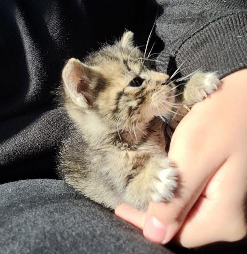 Cat 27449 (Griselda), a Adoptable Tabby in Parlier, CA image 3/6