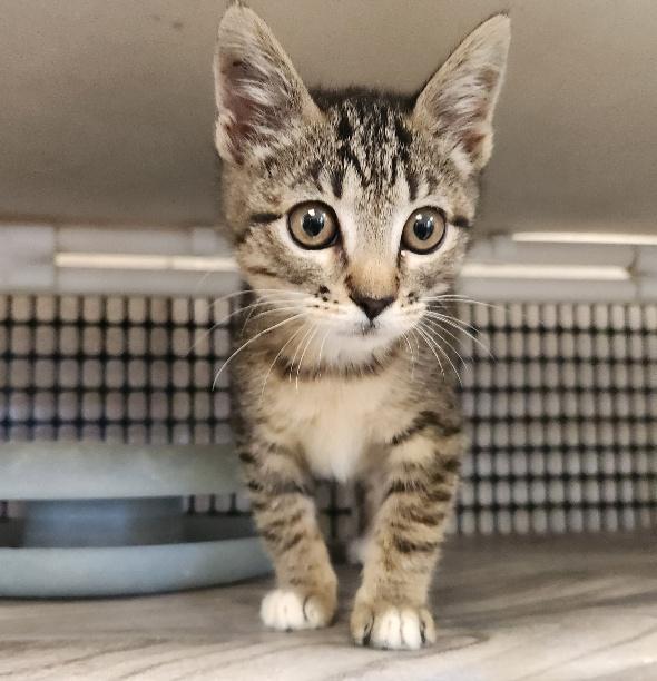 Cat 27449 (Griselda), a Adoptable Tabby in Parlier, CA image 4/6
