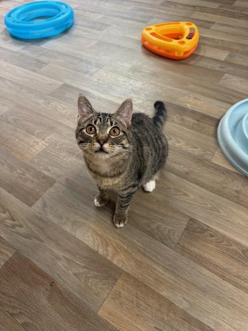 Cat 27449 (Griselda), a Adoptable Tabby in Parlier, CA image 5/6