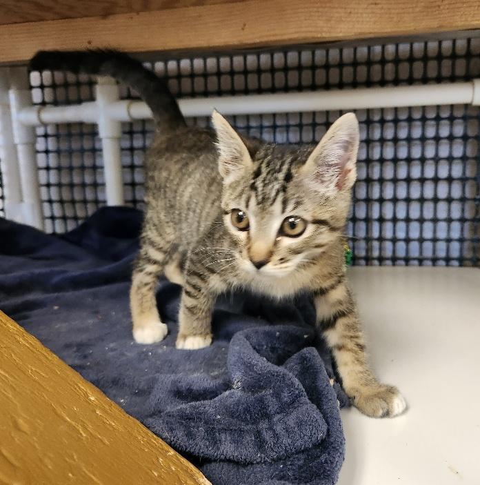 Cat 27449 (Griselda), a Adoptable Tabby in Parlier, CA image 6/6