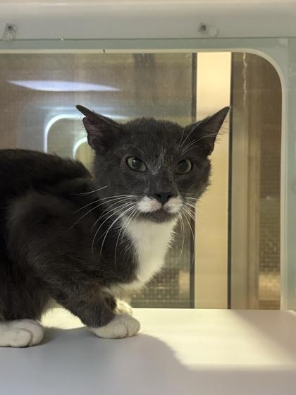 Spotty (working cat), Adoptable, Adult Male Domestic Short Hair & Domestic Short Hair.
