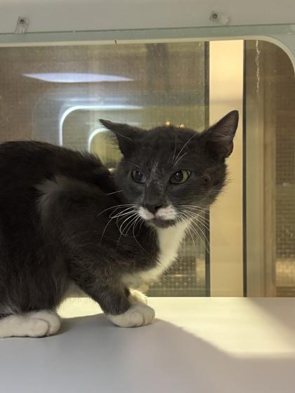 Enlarge Spotty (working cat), a Adoptable mixed breed in Fairfax, VA image 2/3