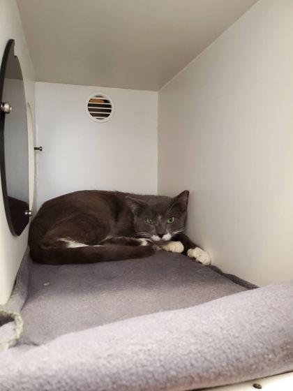 Enlarge Spotty (working cat), a Adoptable mixed breed in Fairfax, VA image 3/3