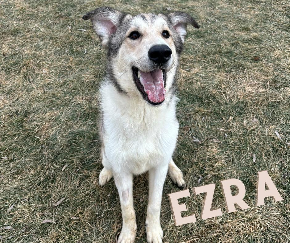 Enlarge Ezra, a ADOPTABLE mixed breed in Nevada, IA image 1/1