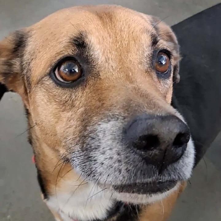 Bilbo Baggins, Adoptable, Senior Male Beagle & Labrador Retriever.