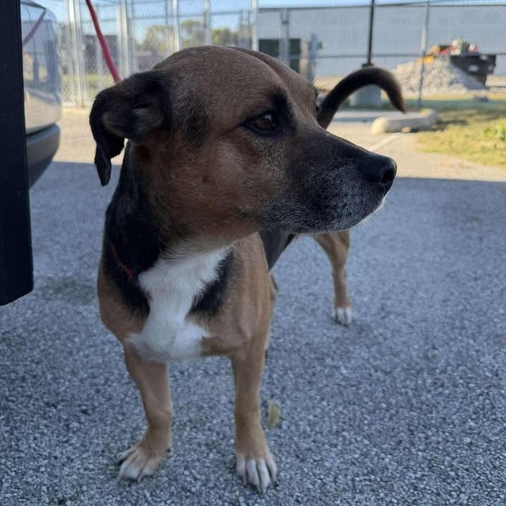 Enlarge Bilbo Baggins, a Adoptable mixed breed in Vinita, OK image 5/6