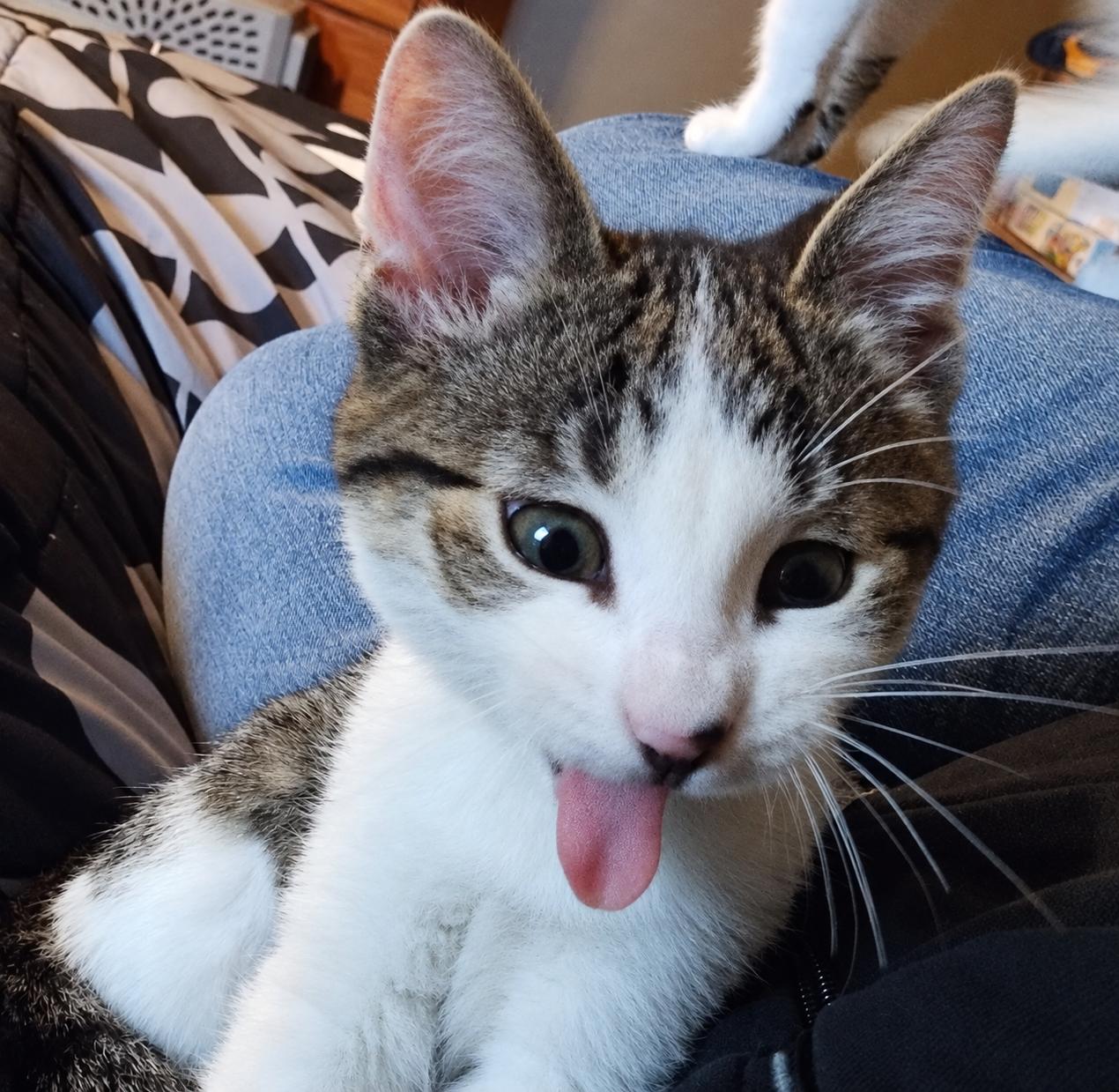 Enlarge Aspen, a Adopted Domestic Short Hair in Menasha, WI image 5/5