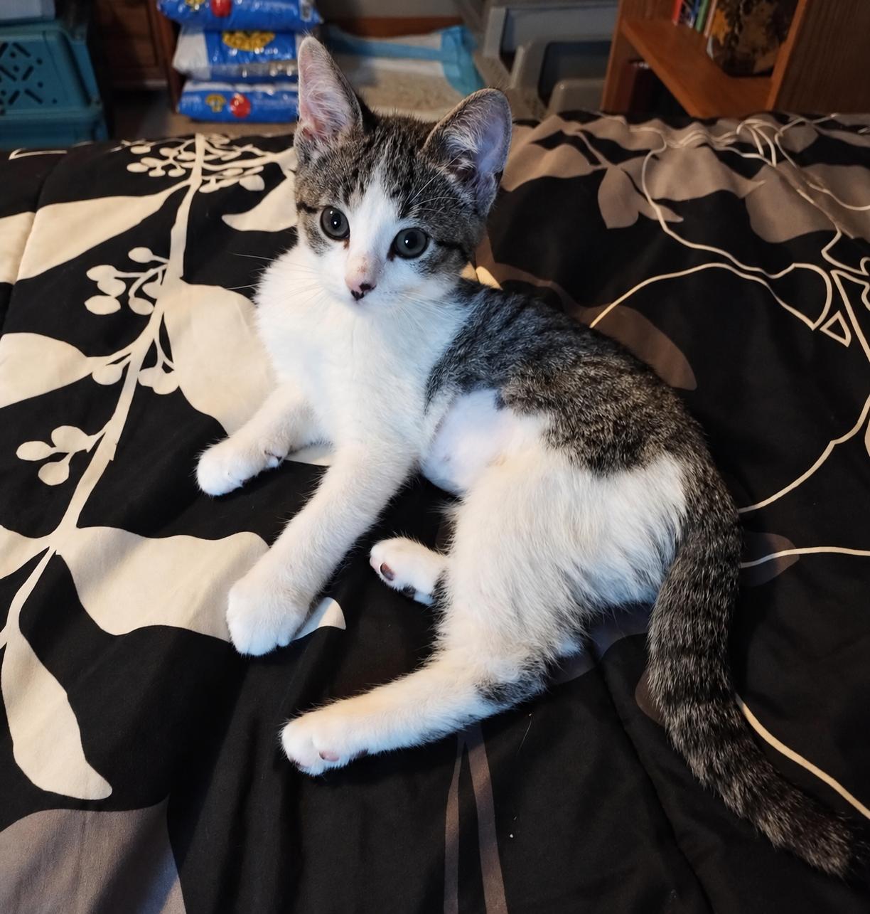 Enlarge Aspen, a Adopted Domestic Short Hair in Menasha, WI image 2/5