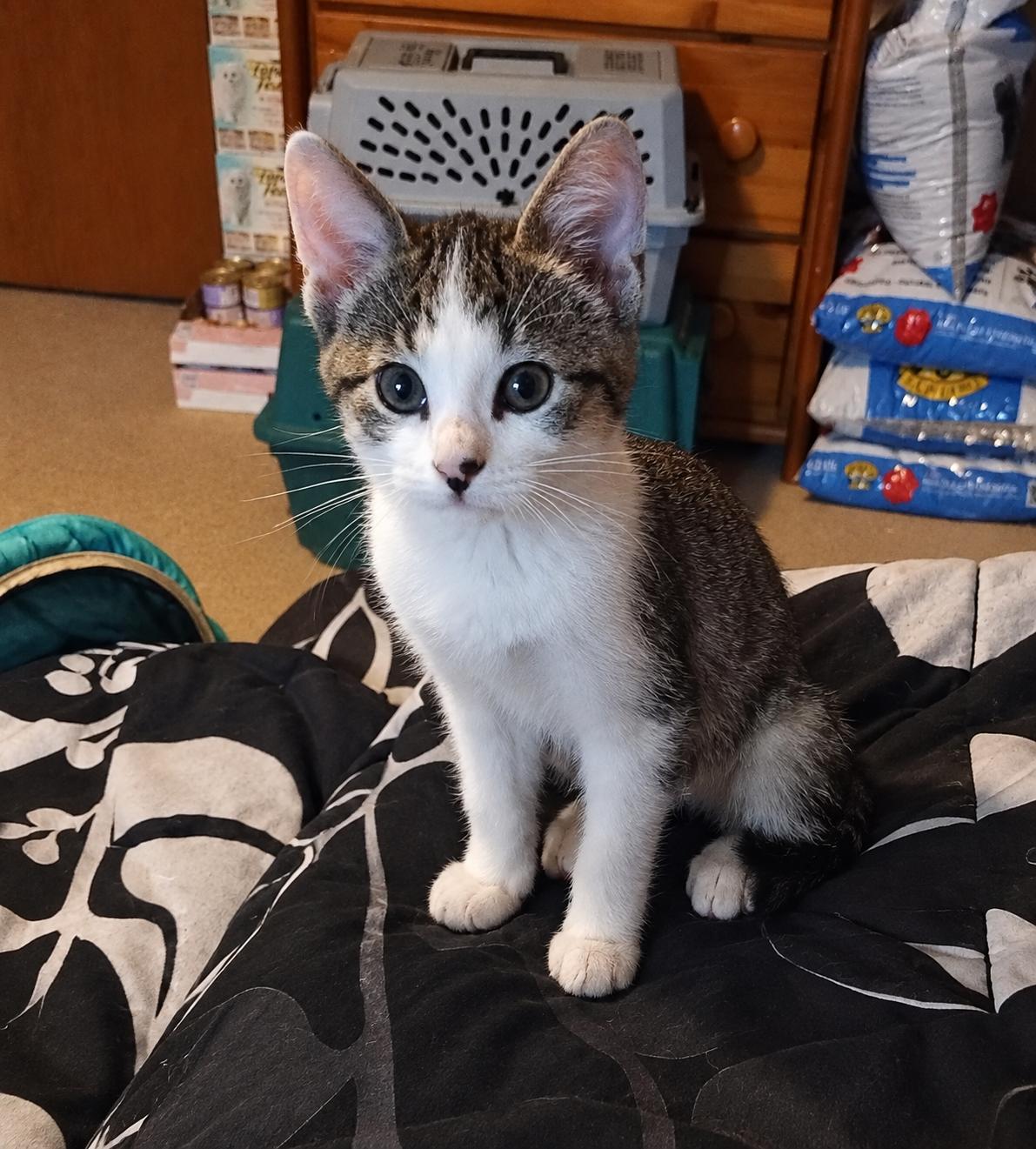 Aspen, Adopted, Kitten Female Domestic Short Hair.
