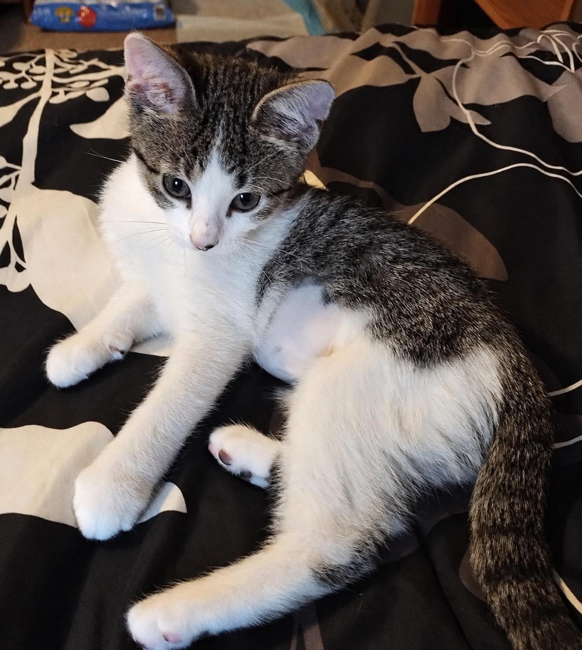 Enlarge Aspen, a Adopted Domestic Short Hair in Menasha, WI image 3/5