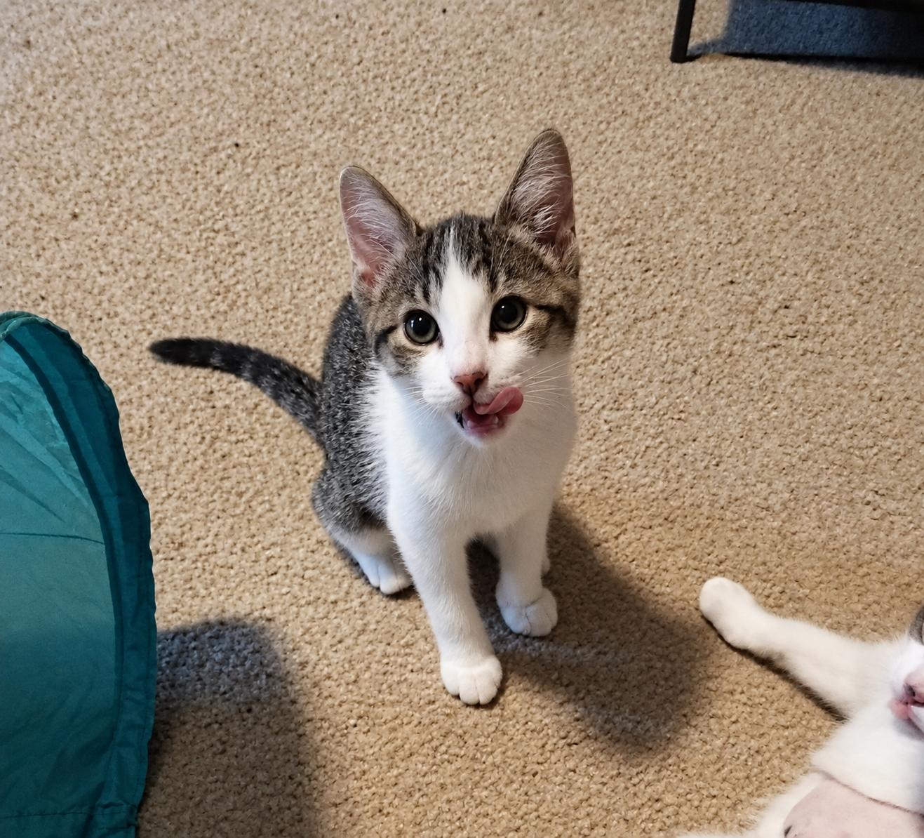 Enlarge Aspen, a Adopted Domestic Short Hair in Menasha, WI image 4/5