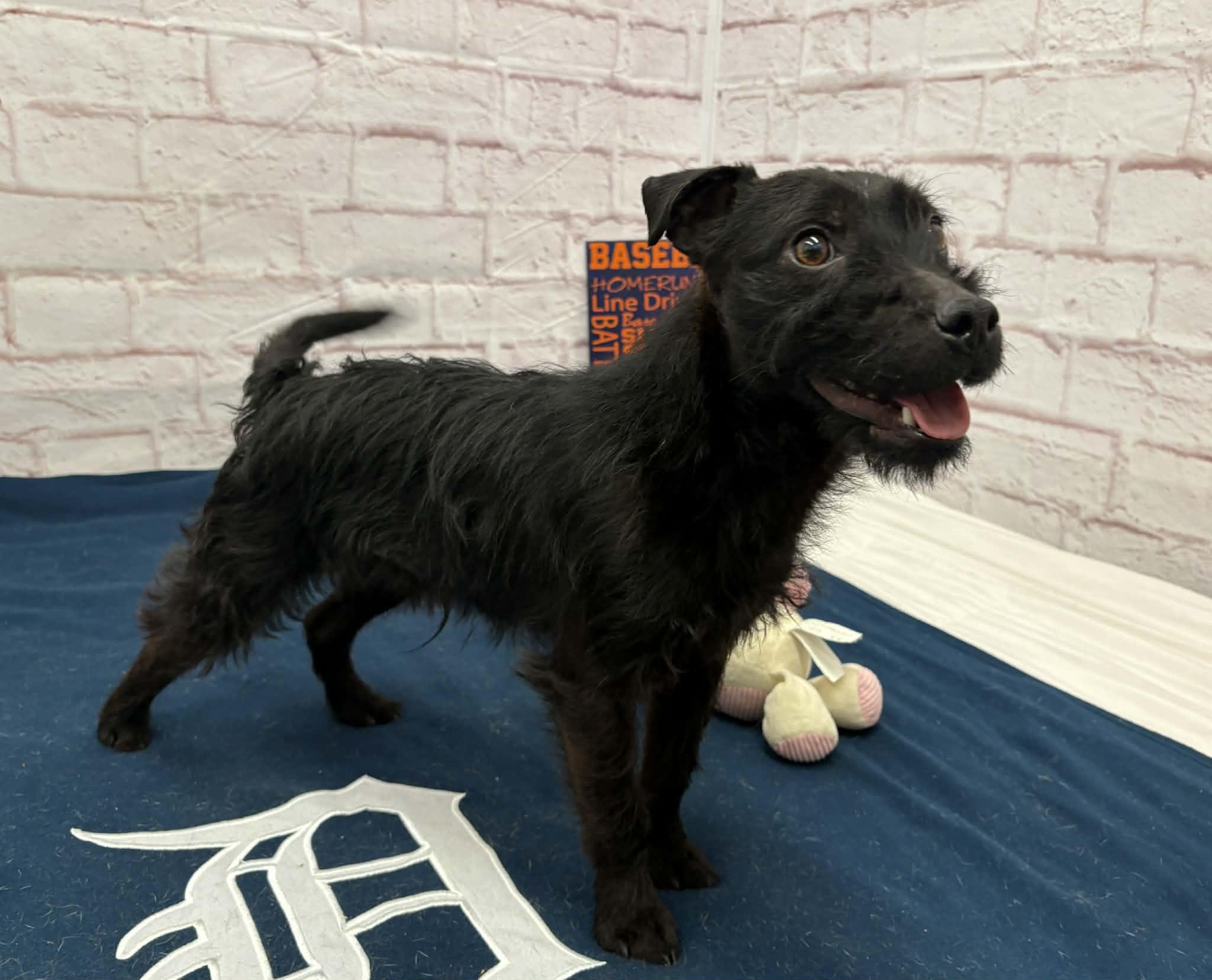 Enlarge Lenny, a Adoptable mixed breed in Oxford, MI image 2/4