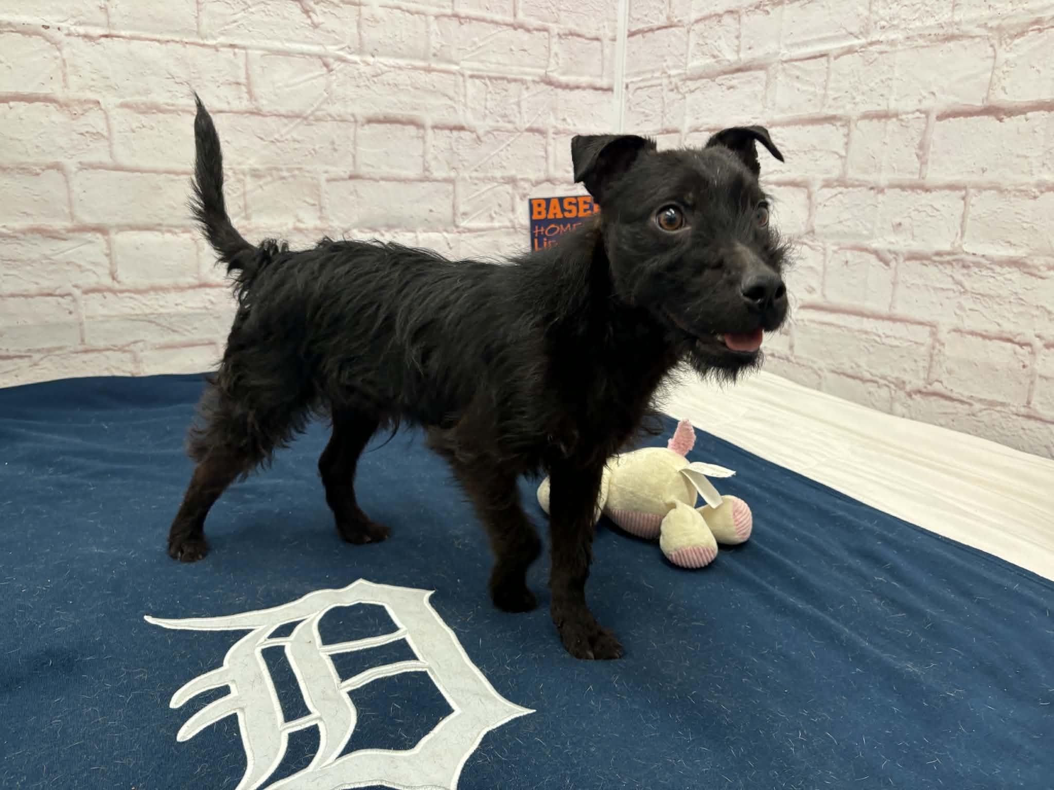 Enlarge Lenny, a Adoptable mixed breed in Oxford, MI image 3/4