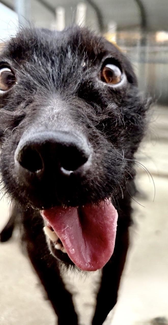 Enlarge Lenny, a Adoptable mixed breed in Oxford, MI image 4/4