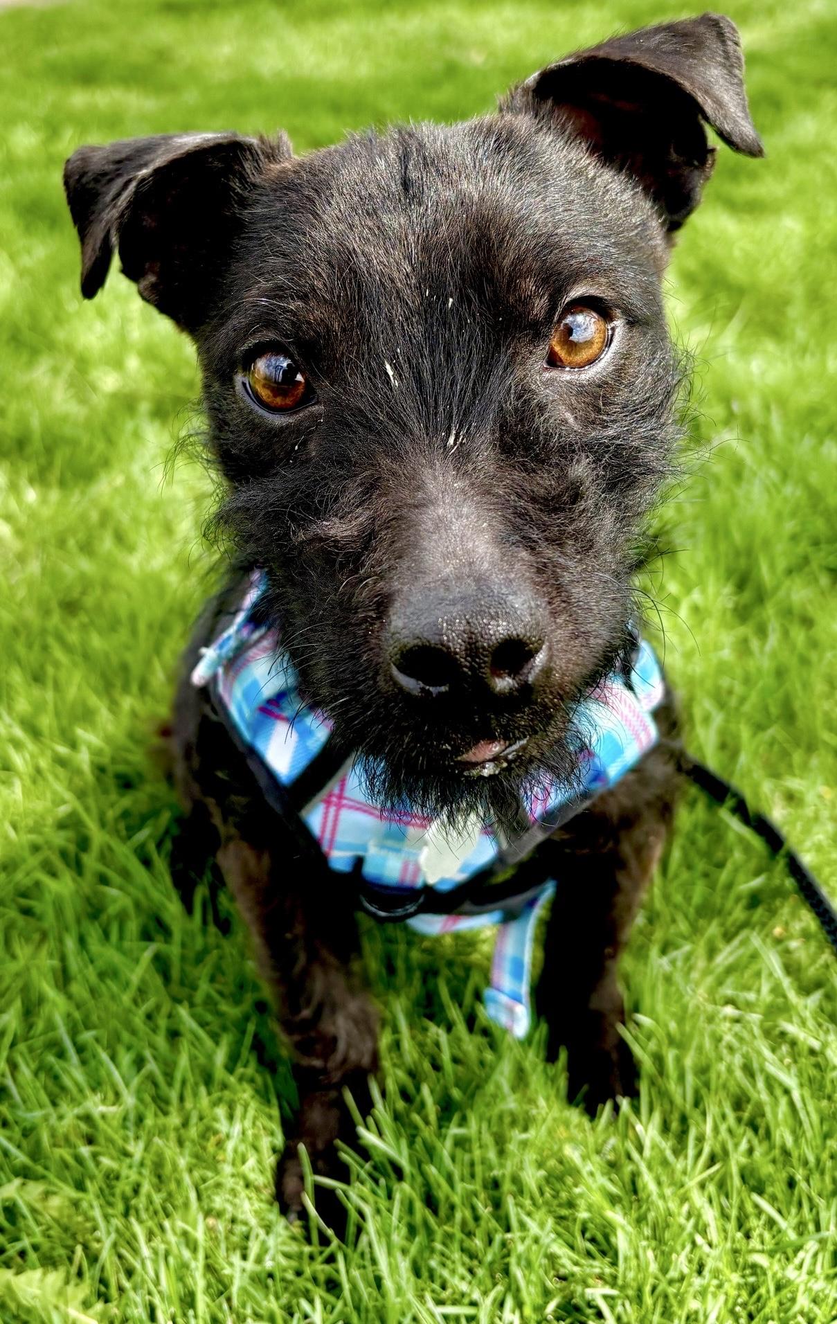 Enlarge Lenny, a Adoptable mixed breed in Oxford, MI image 1/4