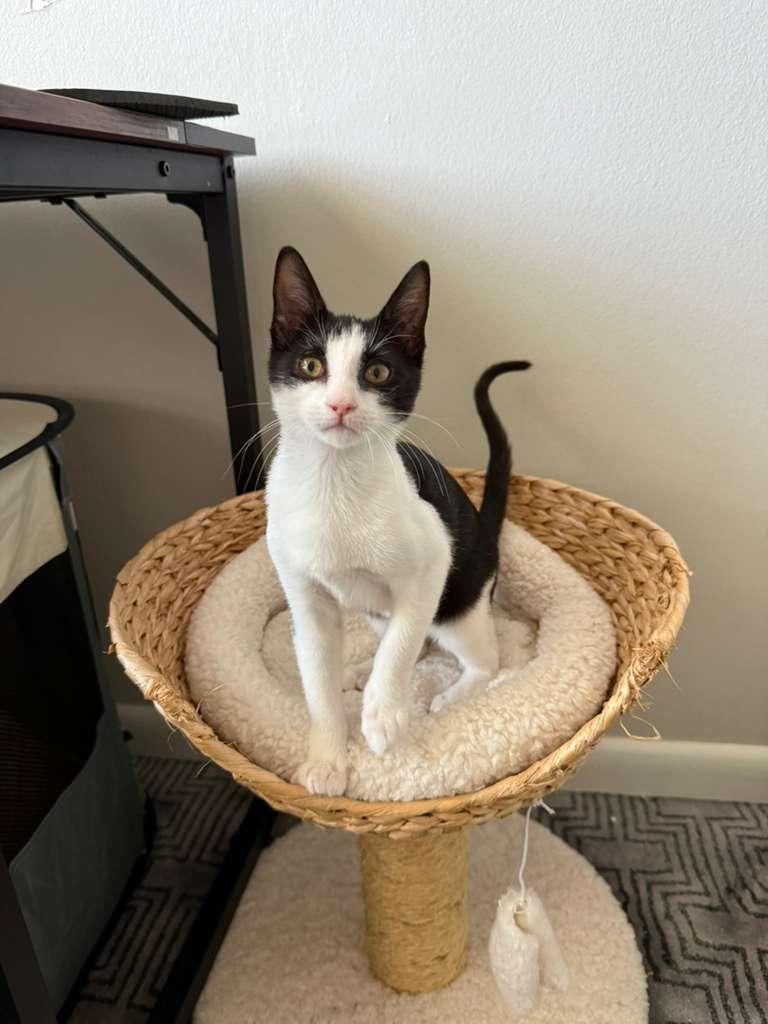 Ross, Adoptable, Kitten Male Domestic Short Hair.