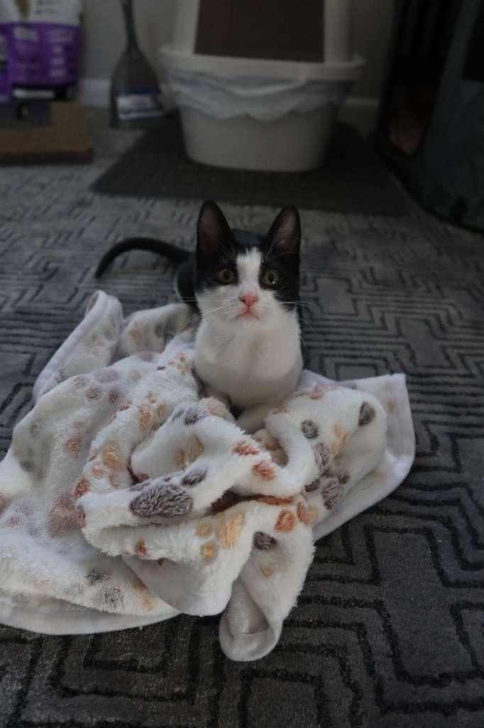 Ross, a Adoptable Domestic Short Hair in Kissimmee, FL image 3/3