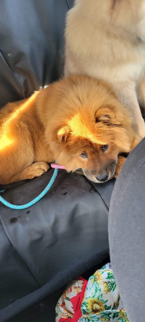 Lucy, Adopted, Puppy Female Chow Chow.