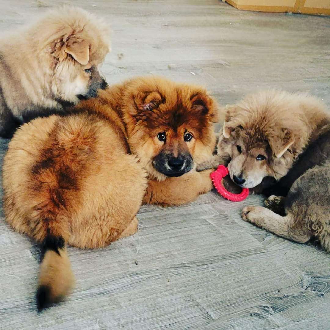 Enlarge Lucy, a Adopted Chow Chow in Cincinnati, OH image 2/4