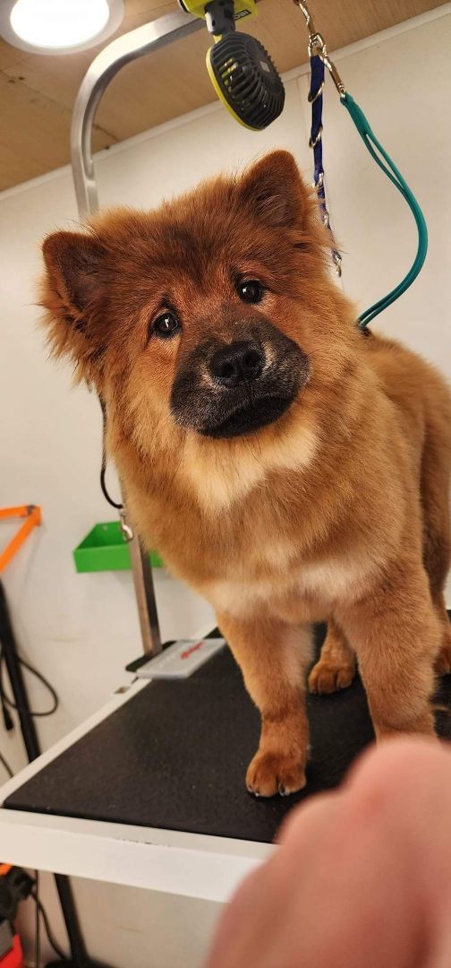 Enlarge Lucy, a Adopted Chow Chow in Cincinnati, OH image 3/4