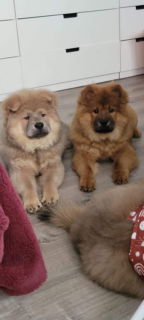 Enlarge Lucy, a Adopted Chow Chow in Cincinnati, OH image 4/4