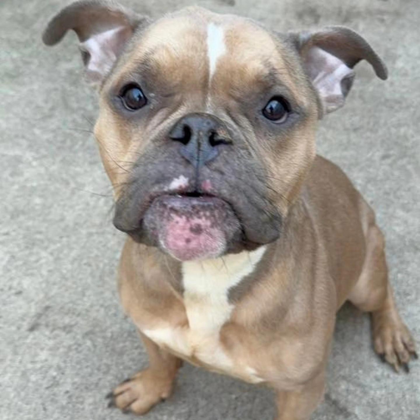 Enlarge Minty, an adopted mixed breed in Chicago, IL image 3/6