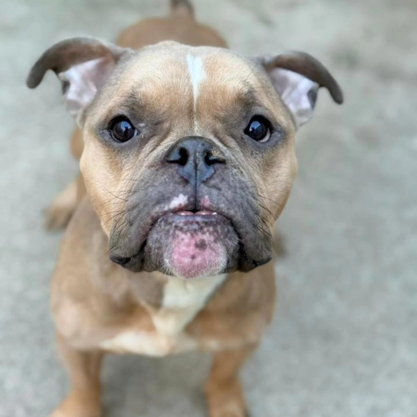 Enlarge Minty, an adopted mixed breed in Chicago, IL image 2/6