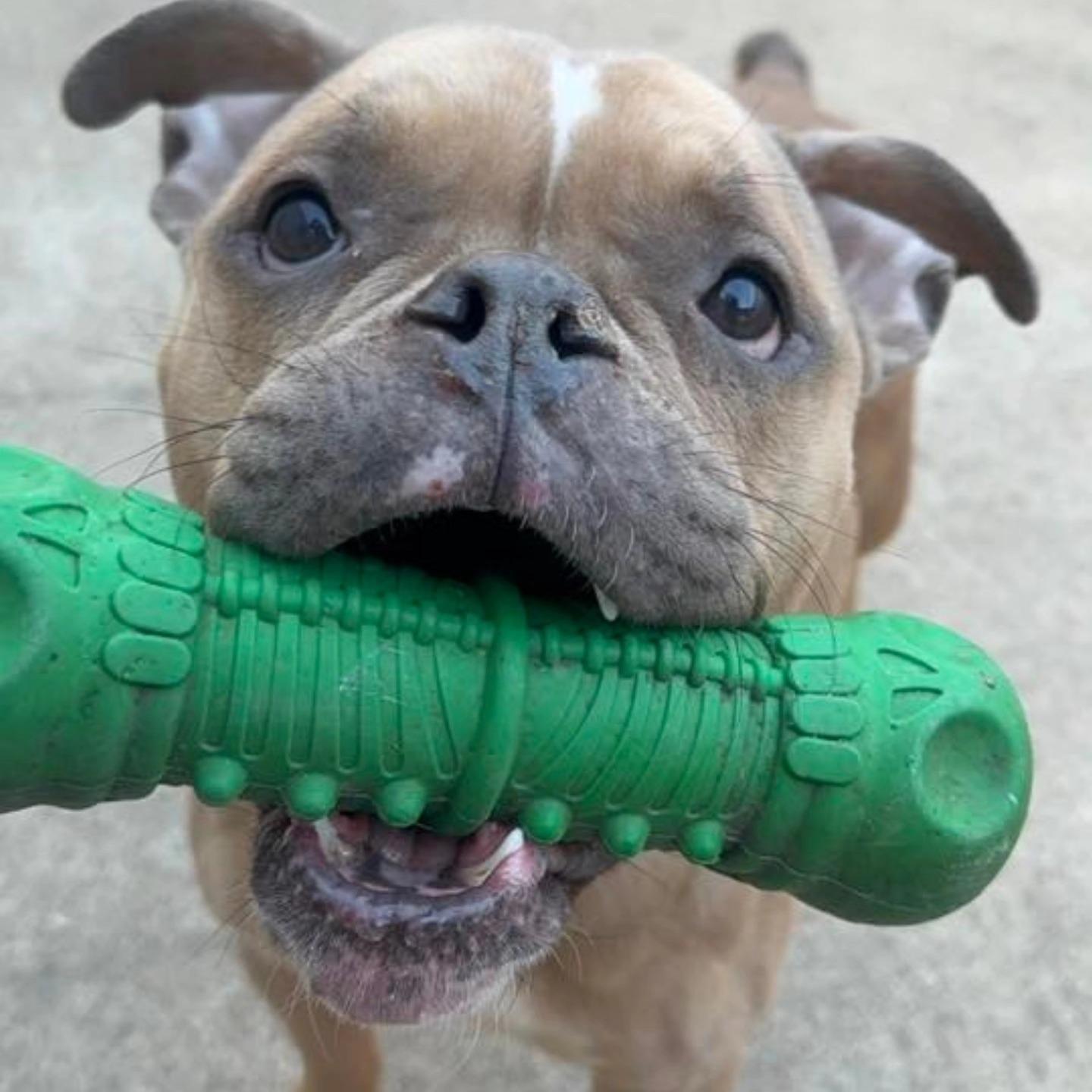 Minty, adopted, Young Female Bulldog.