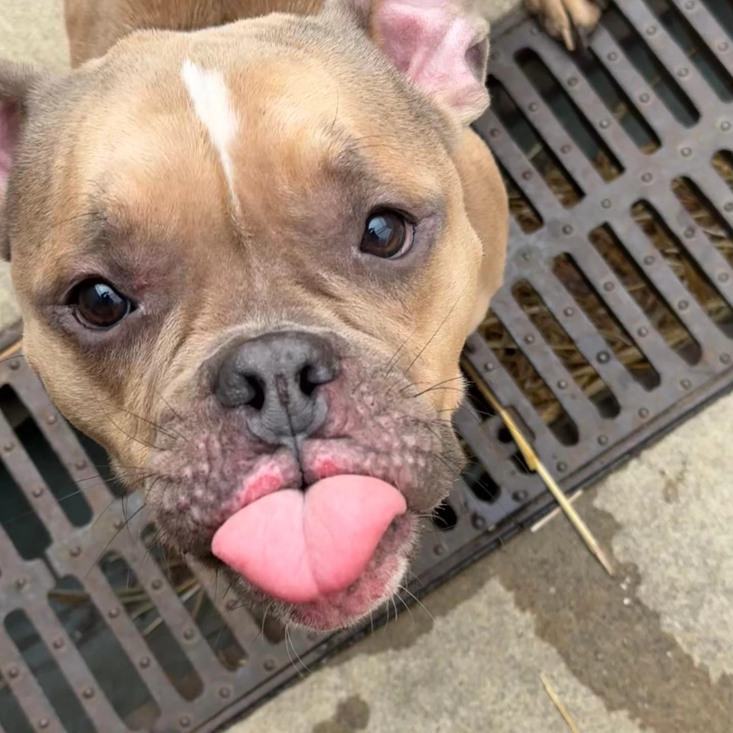 Enlarge Minty, an adopted mixed breed in Chicago, IL image 6/6