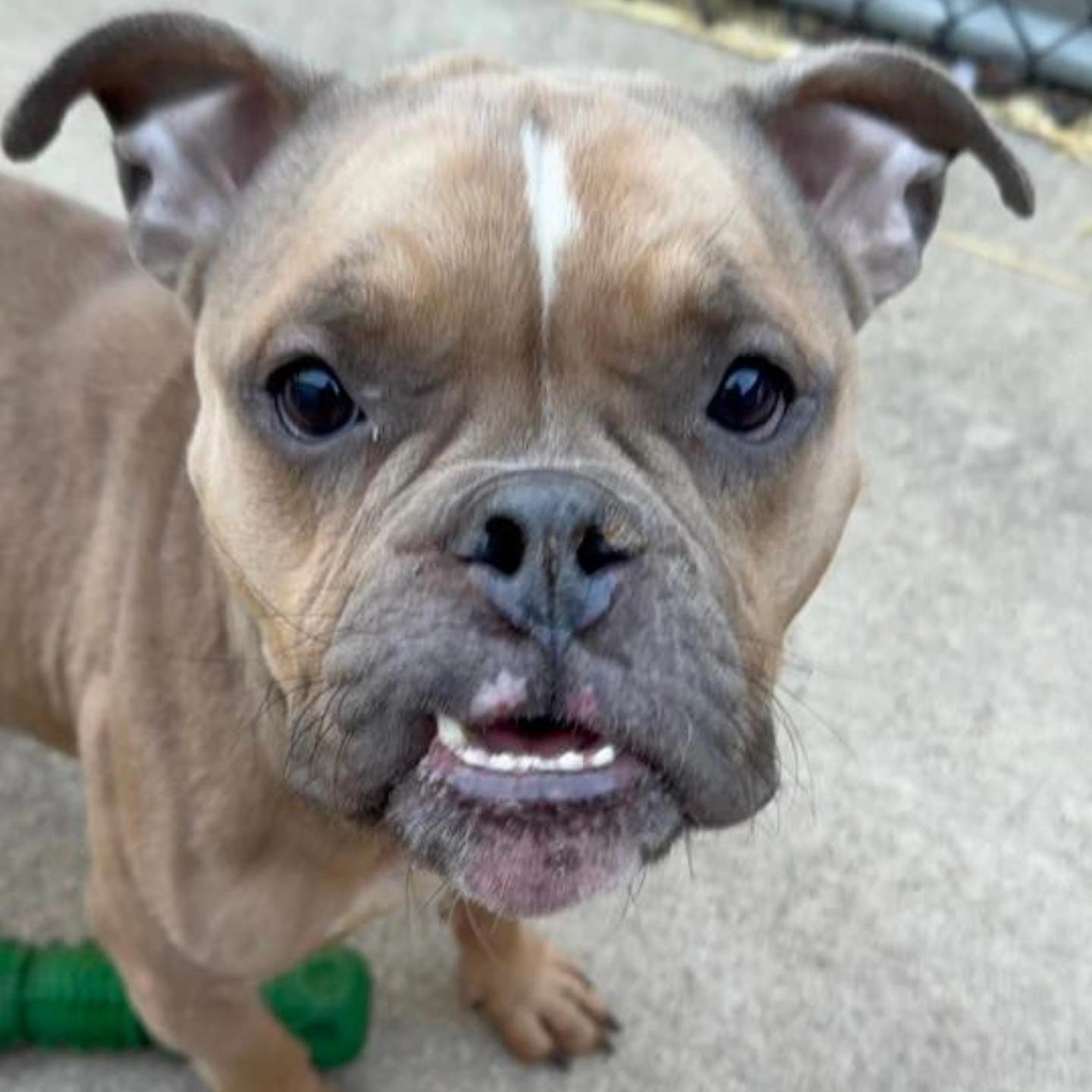 Enlarge Minty, an adopted mixed breed in Chicago, IL image 5/6