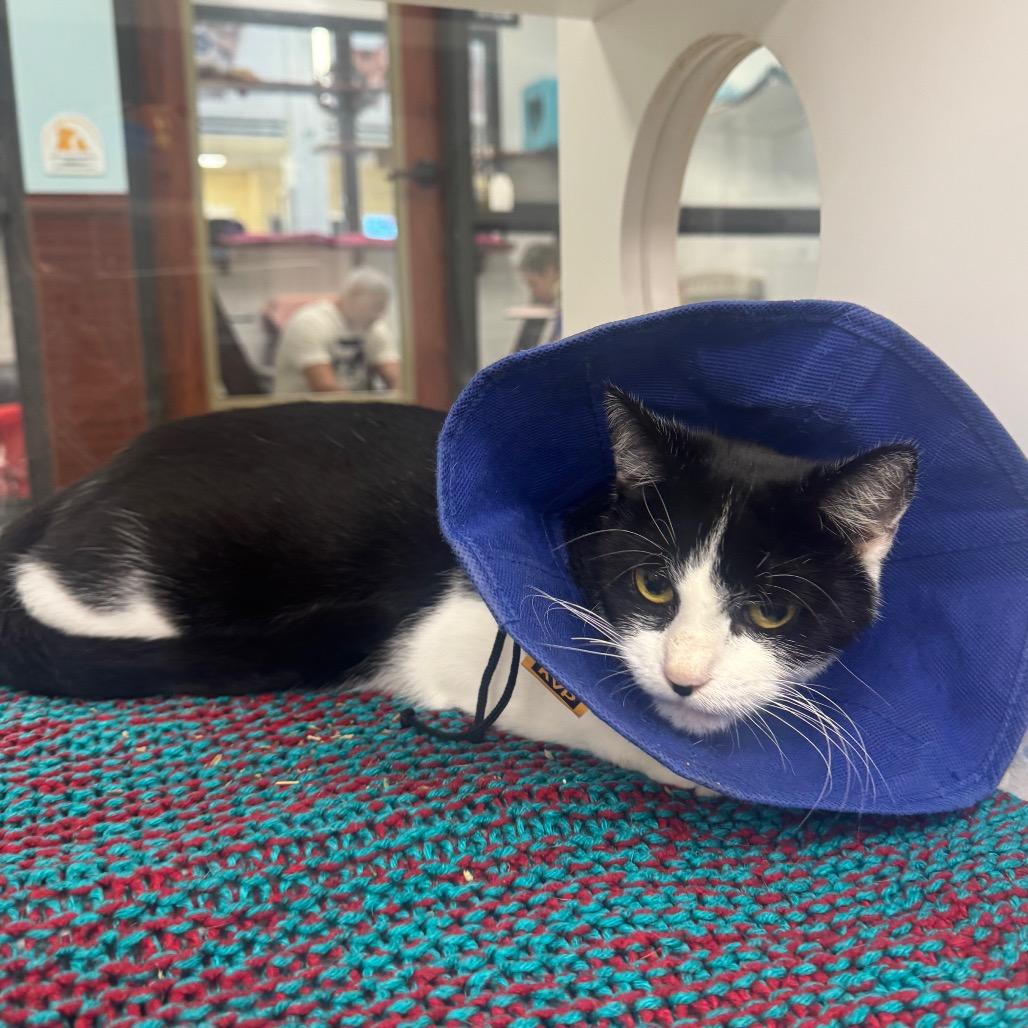 Enlarge Cristabelle, a Adoptable Domestic Short Hair in West Palm Beach, FL image 1/3