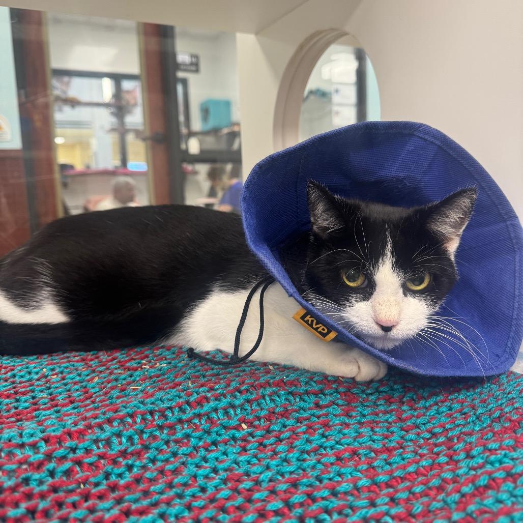 Enlarge Cristabelle, a Adoptable Domestic Short Hair in West Palm Beach, FL image 2/3