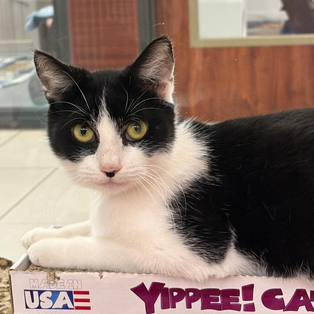 Enlarge Cristabelle, a Adoptable Domestic Short Hair in West Palm Beach, FL image 3/3