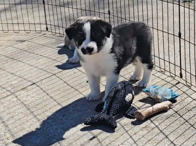 Conrad, Adoptable, Puppy Male Shepherd & Husky.