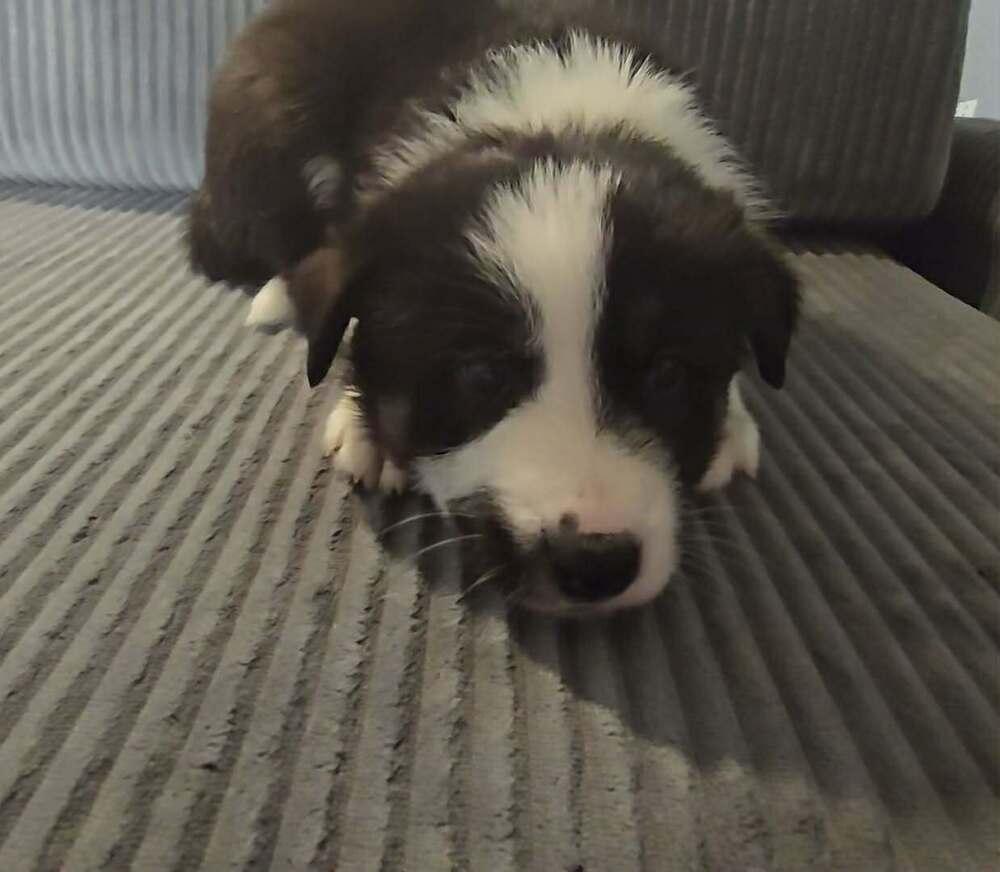 Enlarge Conrad, a Adoptable mixed breed in Commerce City, CO image 3/6