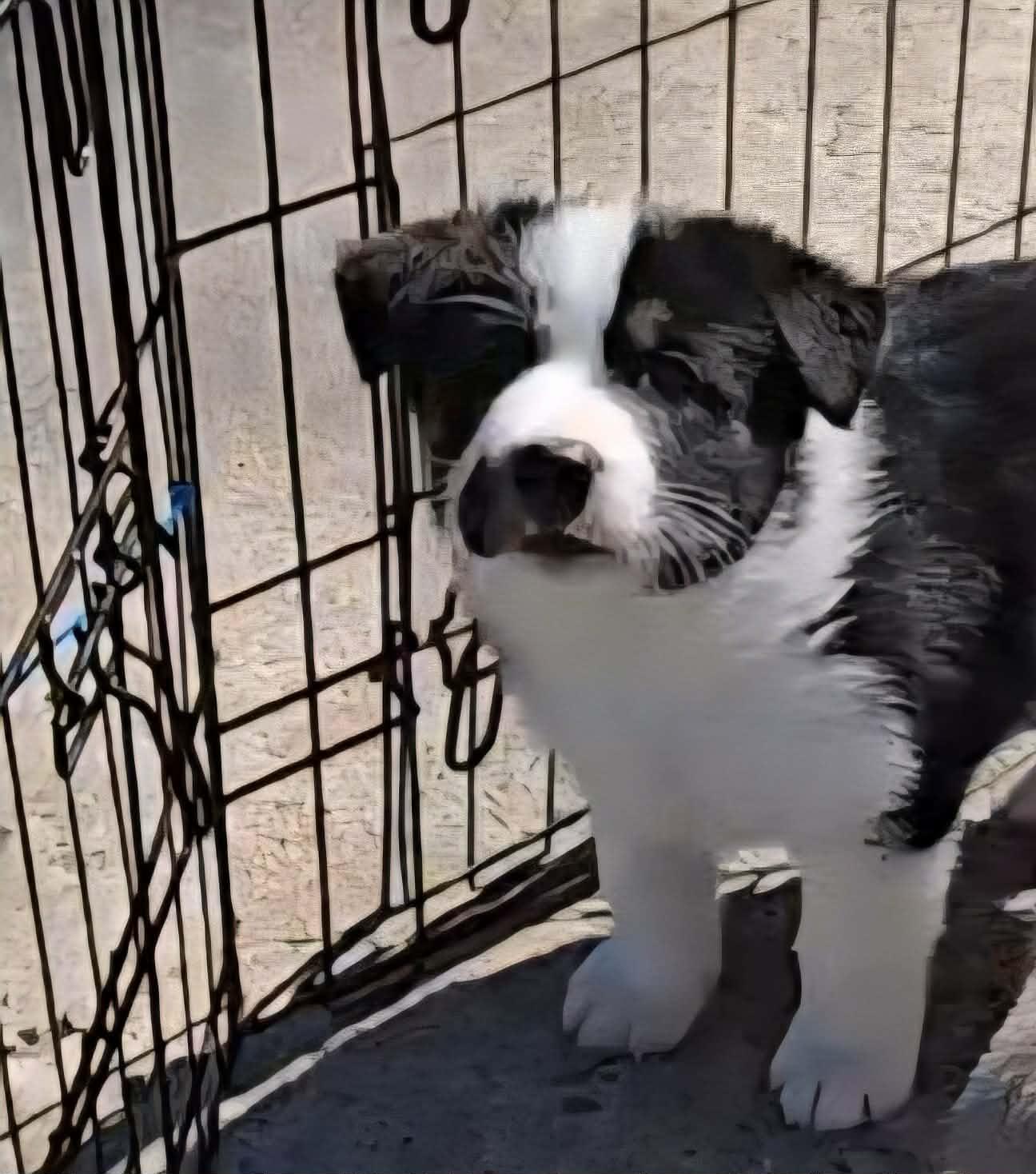 Enlarge Conrad, a Adoptable mixed breed in Commerce City, CO image 6/6