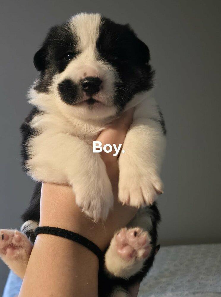 Enlarge Conrad, a Adoptable mixed breed in Commerce City, CO image 4/6