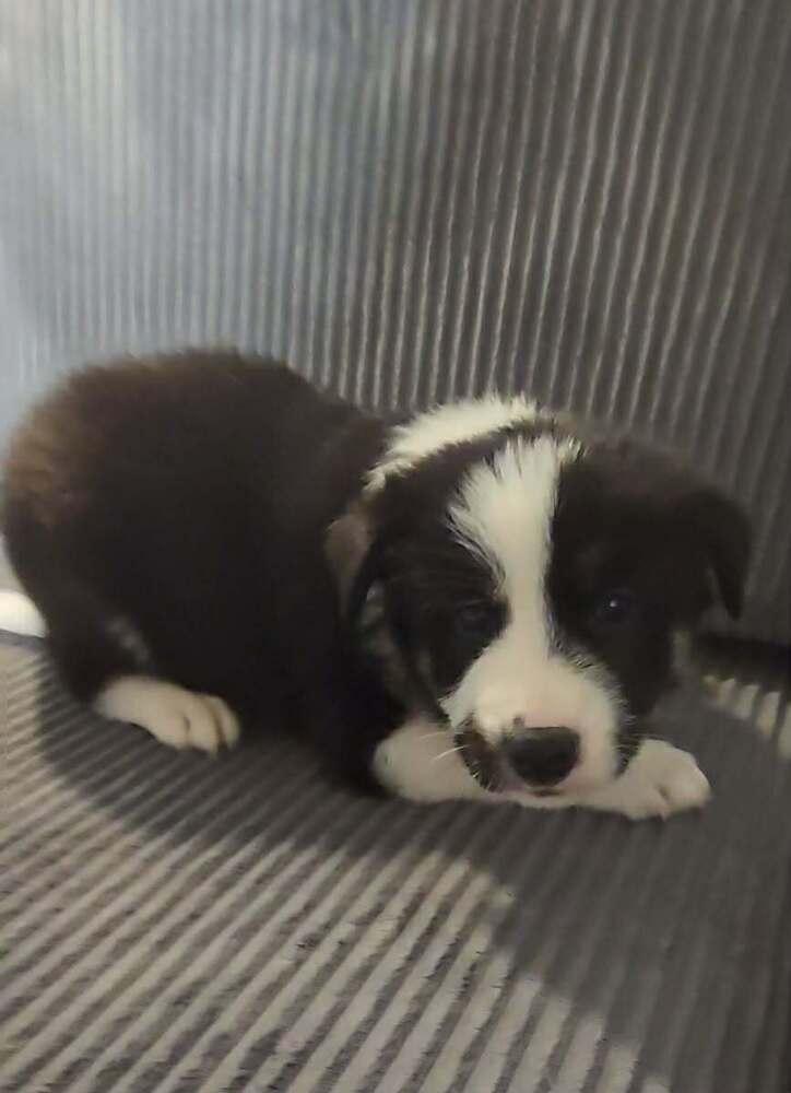 Enlarge Conrad, a Adoptable mixed breed in Commerce City, CO image 2/6