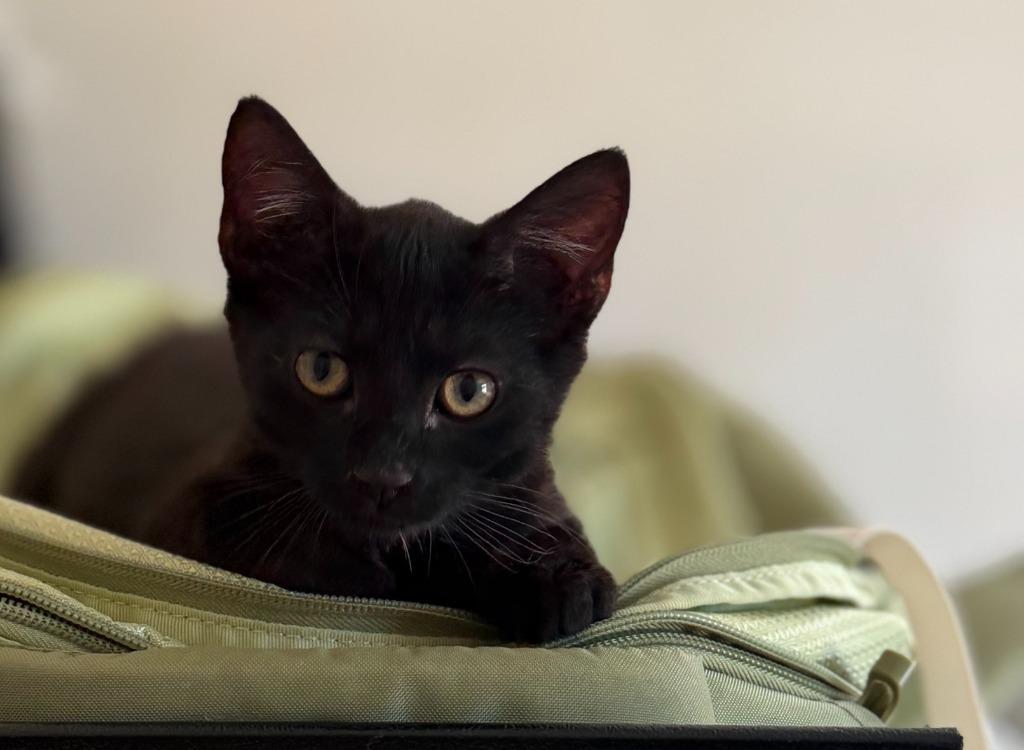 Moth, a Adoptable mixed breed in Grants Pass, OR image 1/2