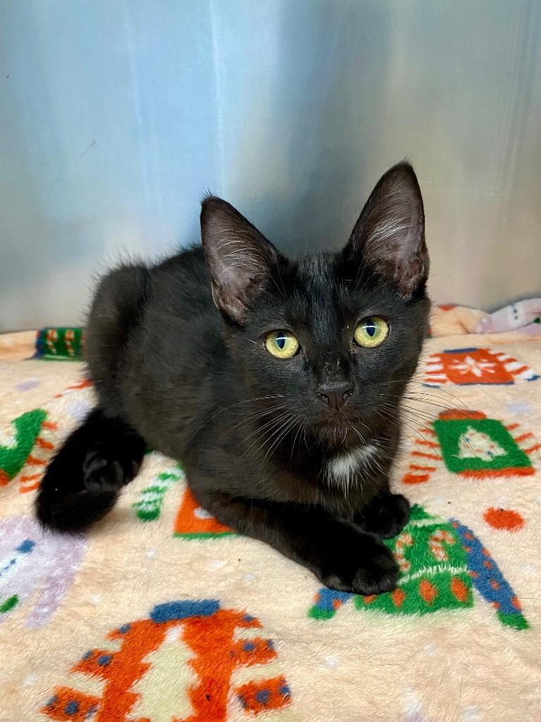 Moth, a Adoptable mixed breed in Grants Pass, OR image 2/2