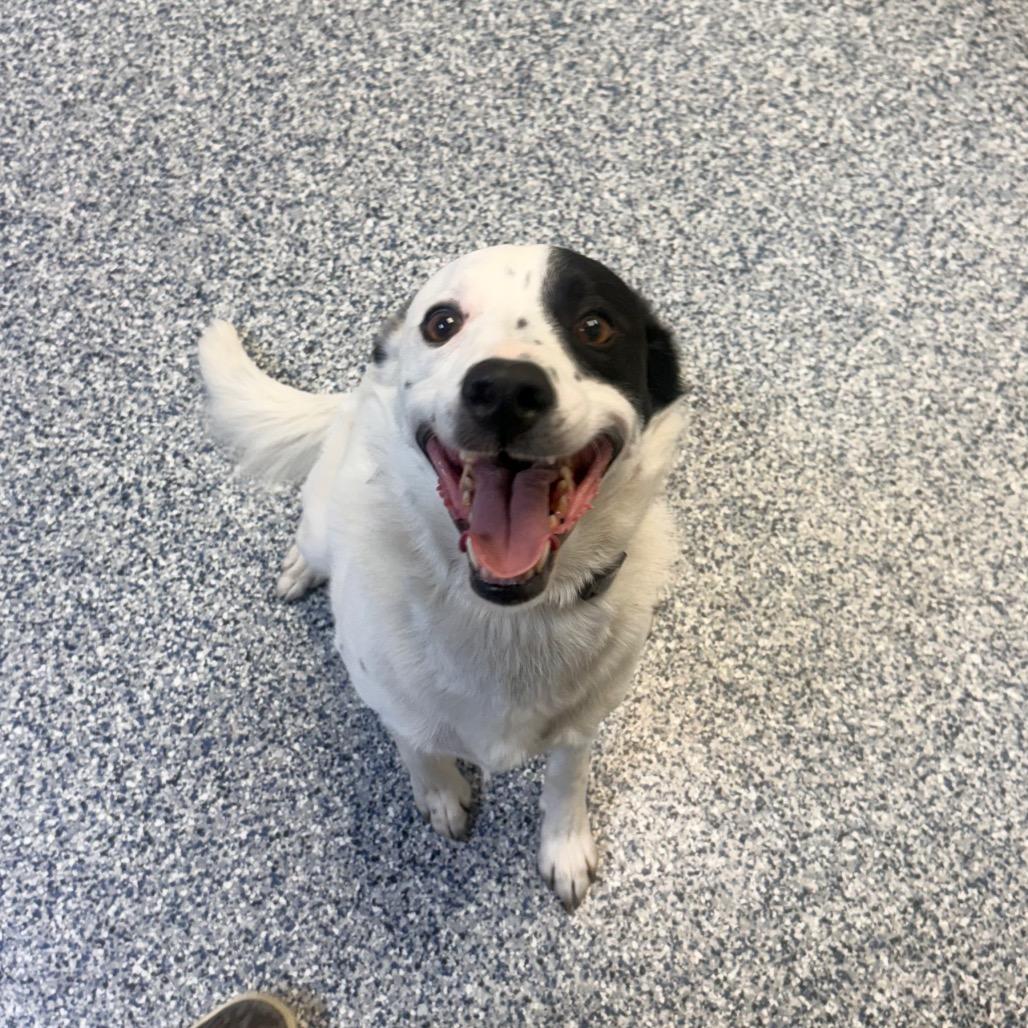 Gunner, Adoptable, Adult Male Border Collie.
