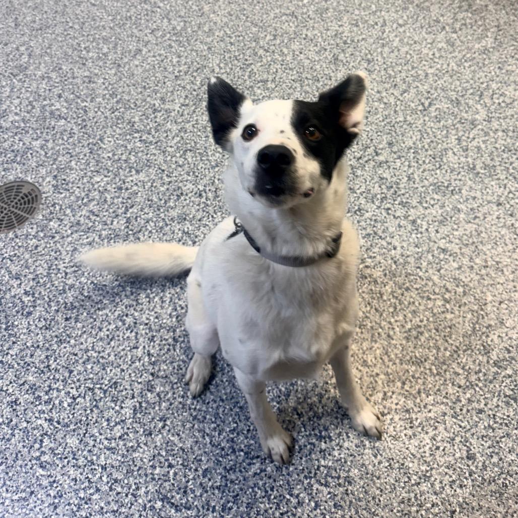 Enlarge Gunner, a Adoptable Border Collie in Great Falls, MT image 2/2