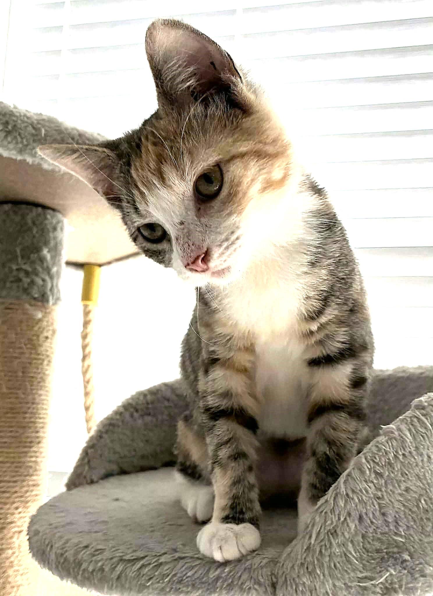 Enlarge Princess, a ADOPTABLE Calico in Greenville, NC image 3/4