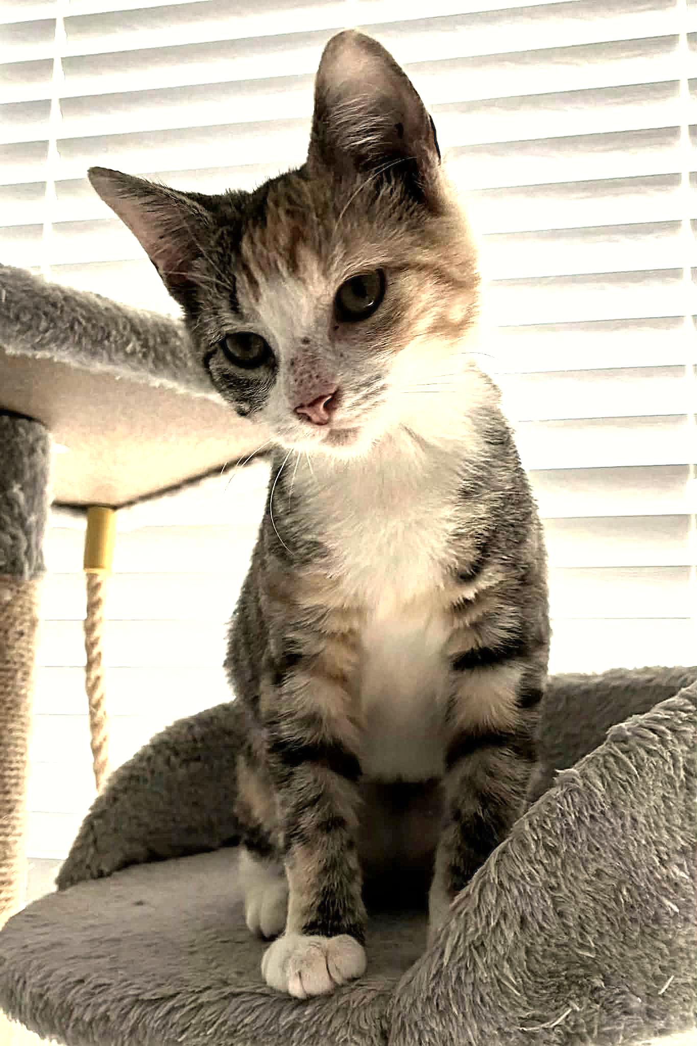Enlarge Princess, a ADOPTABLE Calico in Greenville, NC image 2/4