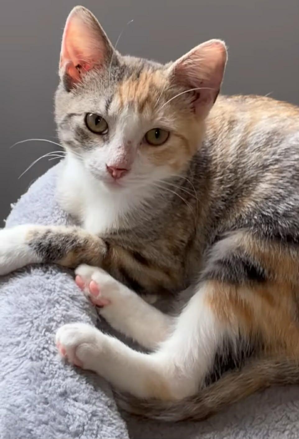 Princess, ADOPTABLE, Young Female Calico.