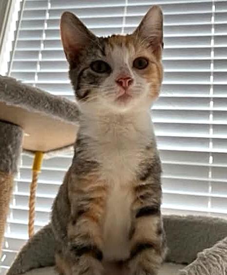 Enlarge Princess, a ADOPTABLE Calico in Greenville, NC image 4/4