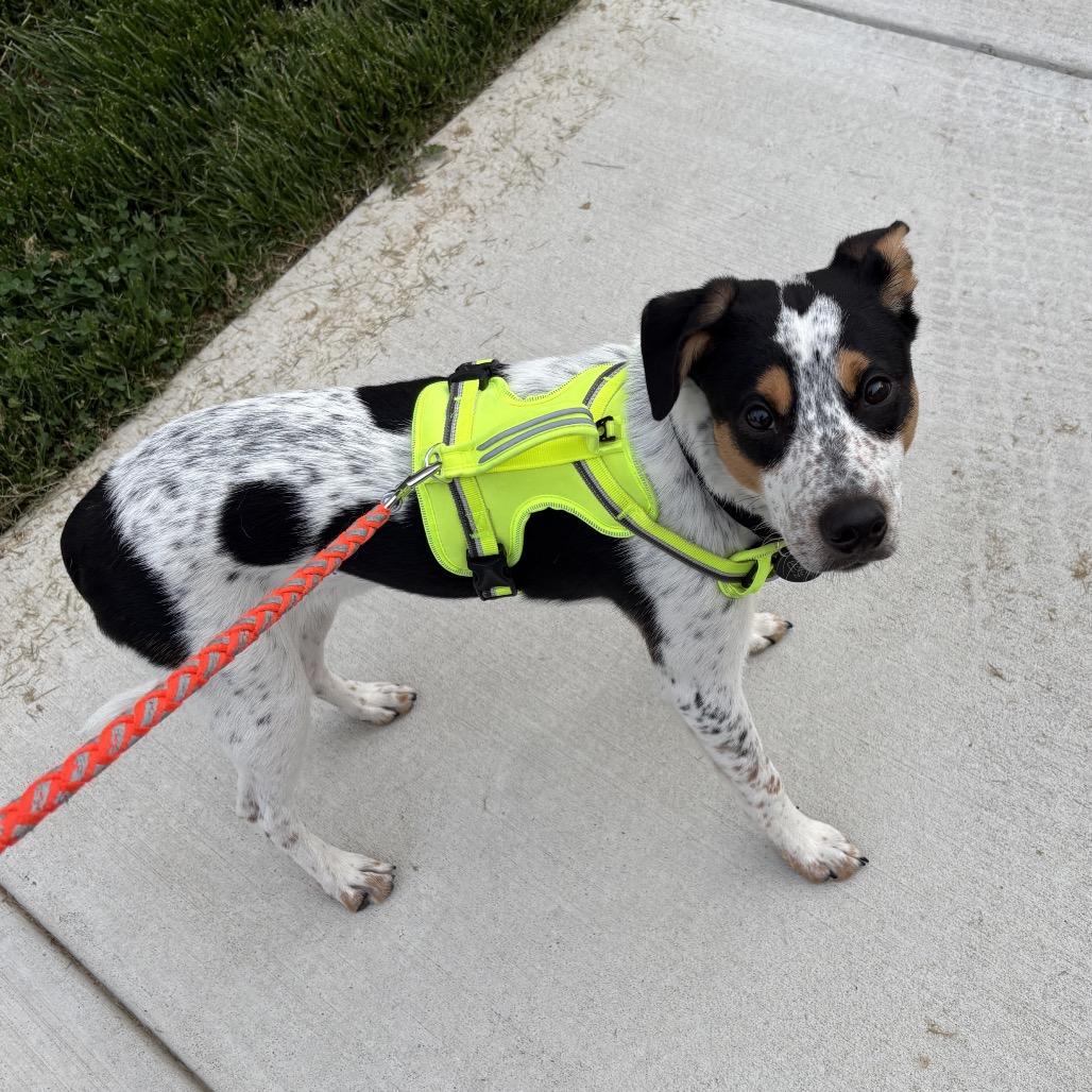 Enlarge Chip - Fee Sponsored, a Adoptable mixed breed in Middletown, VA image 1/6