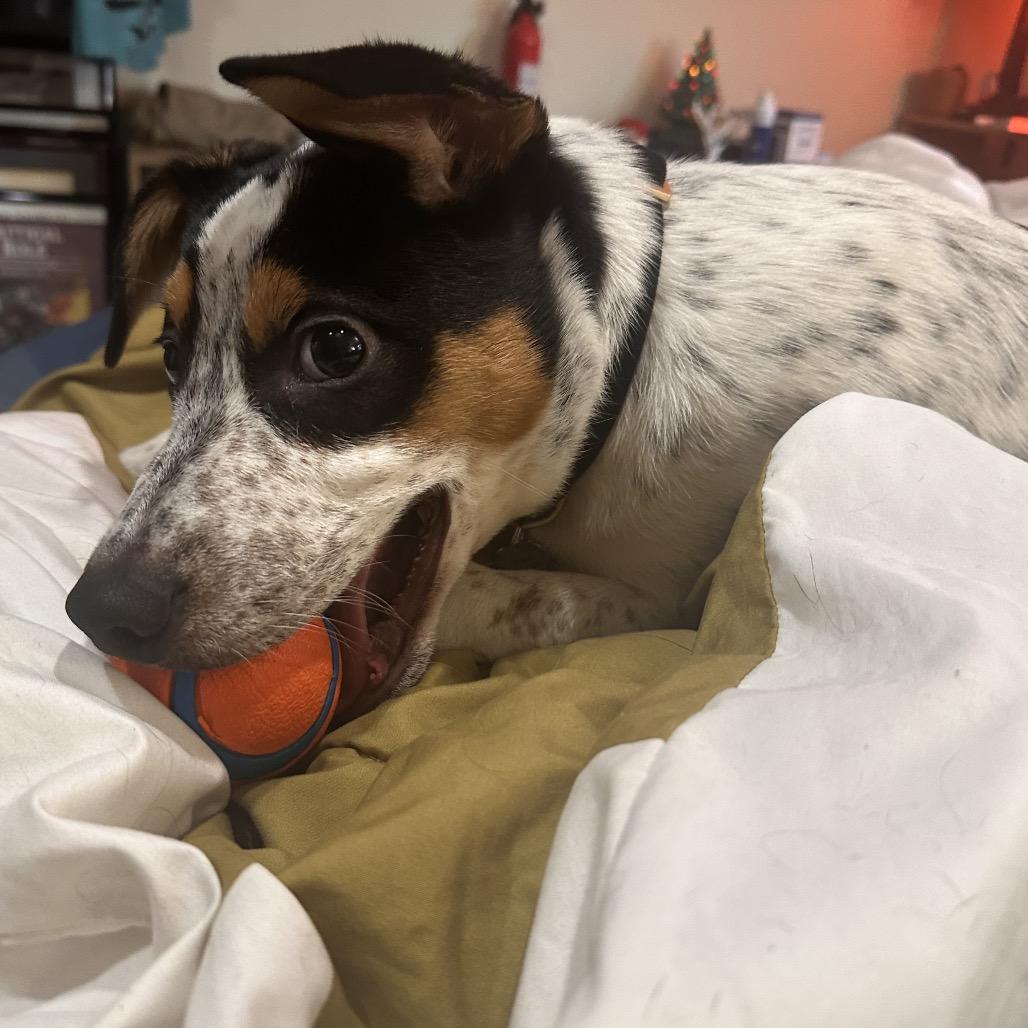 Chip - Fee Sponsored, Adoptable, Young Male Pointer & Rat Terrier.
