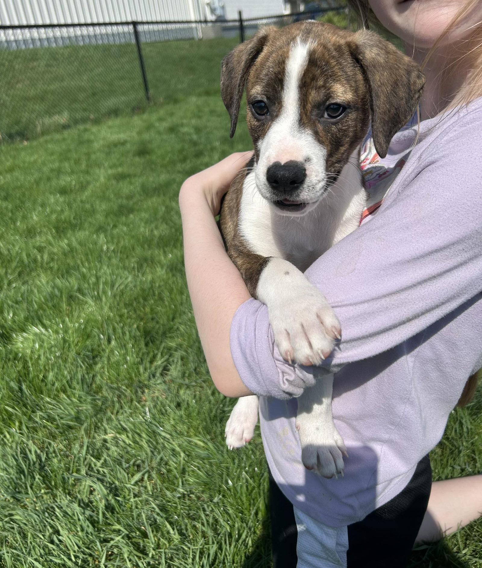 Tater, Adoptable, Puppy Male Beagle & Boxer.