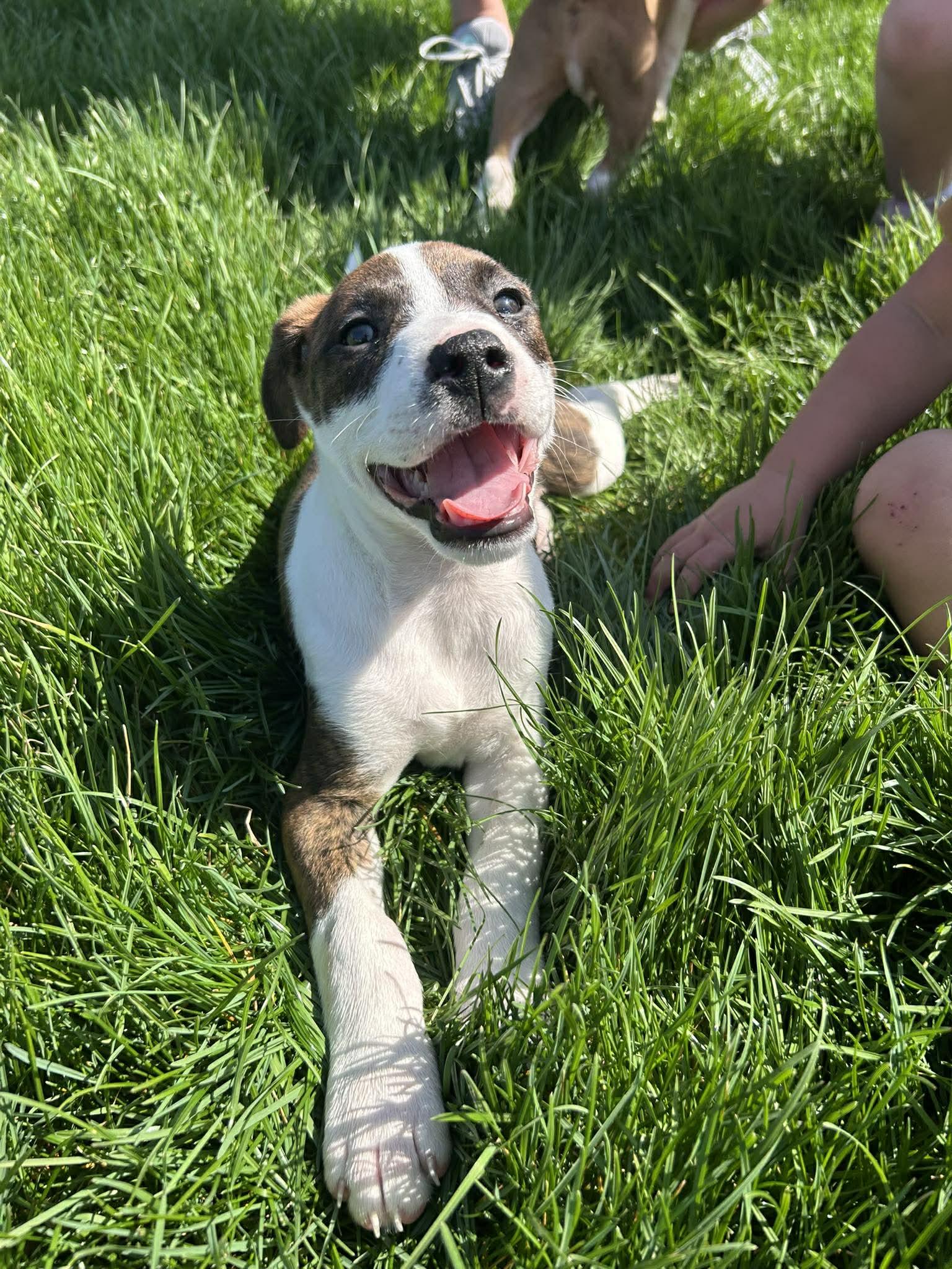 Enlarge Tater, a Adoptable mixed breed in Mechanicsburg, PA image 2/2